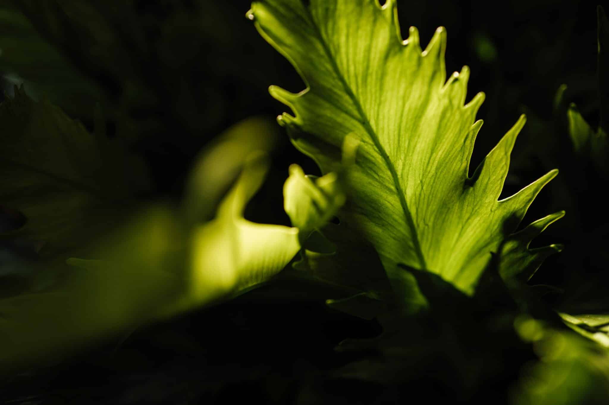 photosynthèse artificielle